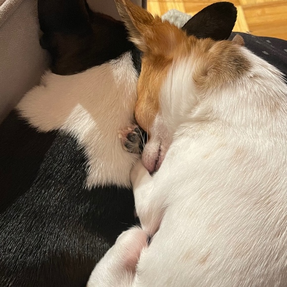 Meet your Posher, Posh - Picture 1 of 1